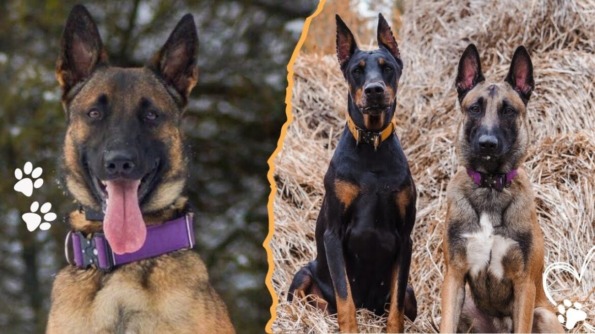 Guard Dog Showdown: Is the Malinois or Doberman the Best Choice