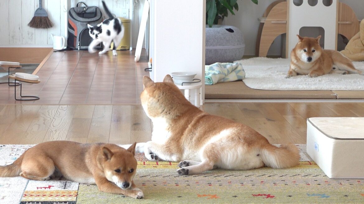 柴犬と慣れない猫との生活にスパイス！？この後まさかの展開に‥【長期お留守番最終日】