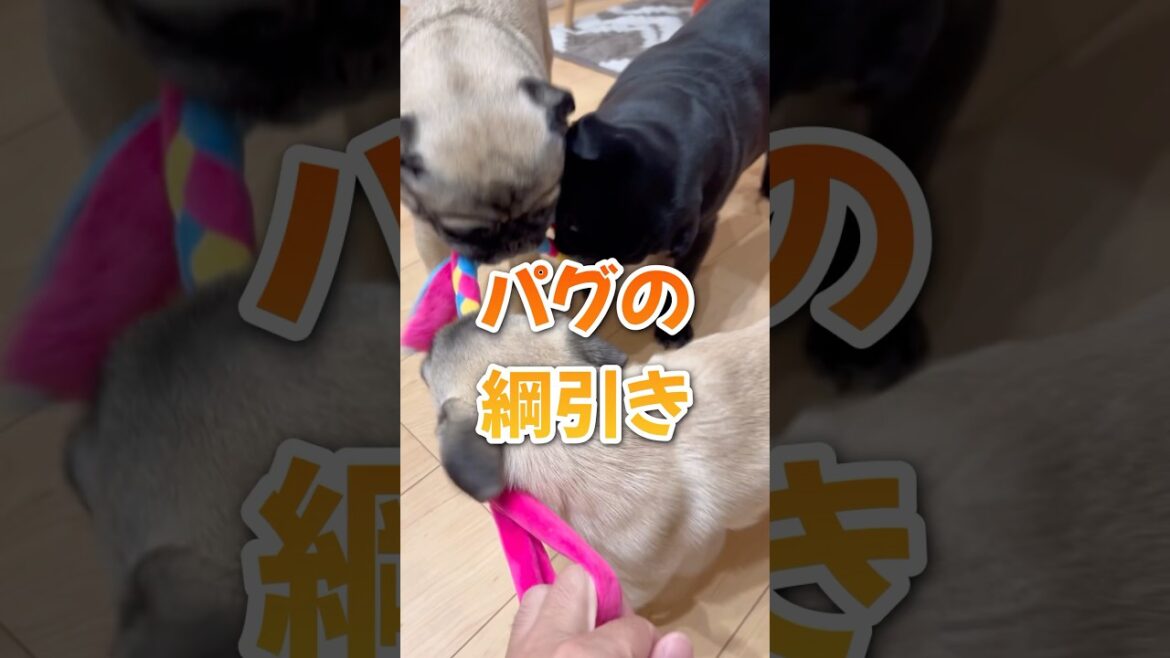 パグの綱引き#shorts #pug #puppy #dog #pets #パグ #癒し #いやし #犬のいる生活 #モンティラパグパグ