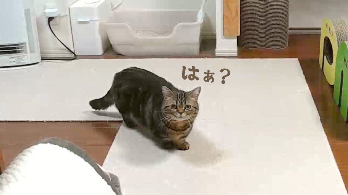 ひとりきりの留守番中に大声で不満をもらす末っ子猫