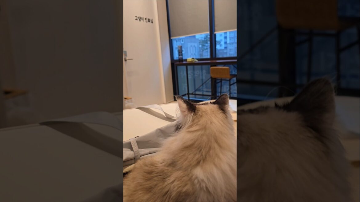 병원에 간 고양이