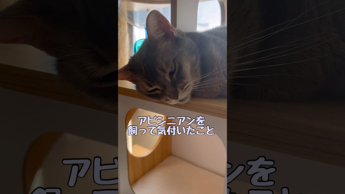 アビシニアン猫を飼って気付いたこと #shorts #猫動画 #アビシニアン #cat #まな猫