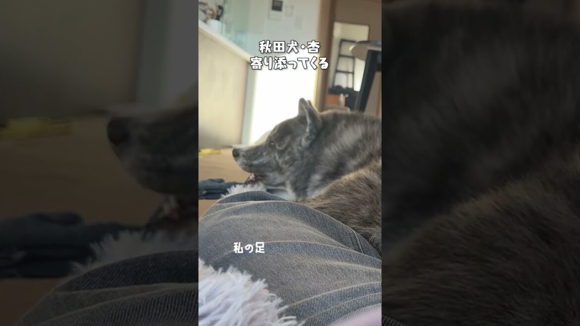 構ってほしい時のそれぞれのアピール方【チャウチャウ・秋田犬・ボーダーコリー・ラブラドールレトリバー】【多頭飼い】【大型犬】＃Shorts