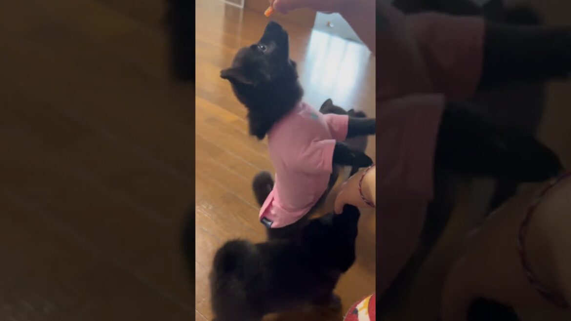 おすわり!!! #ブリーダー #こいぬ #スキッパーキ おすわり!!! #ブリーダー #こいぬ #スキッパーキ