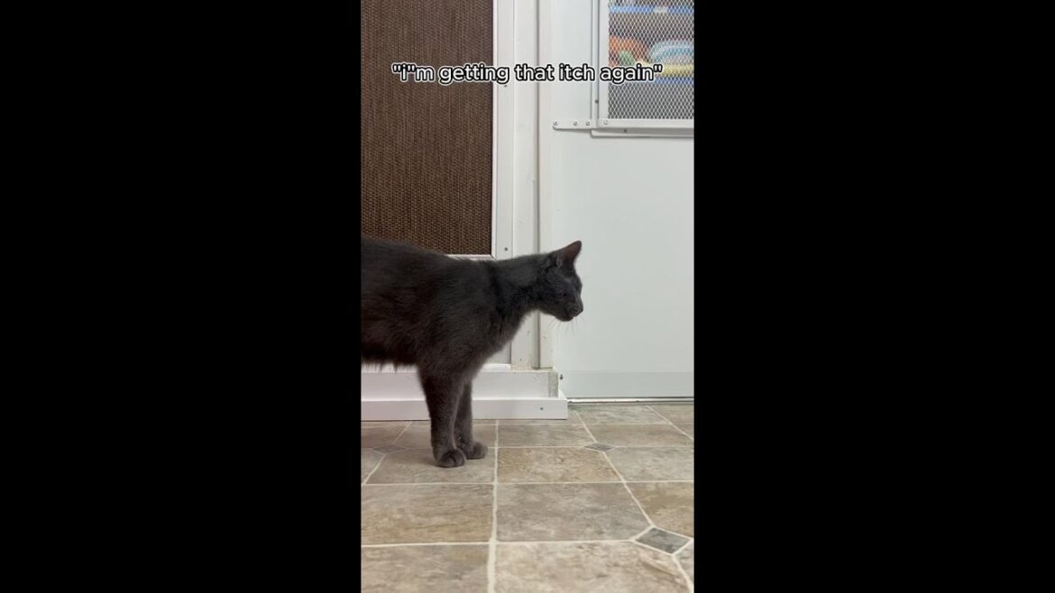 Poppy, bed squishing queen