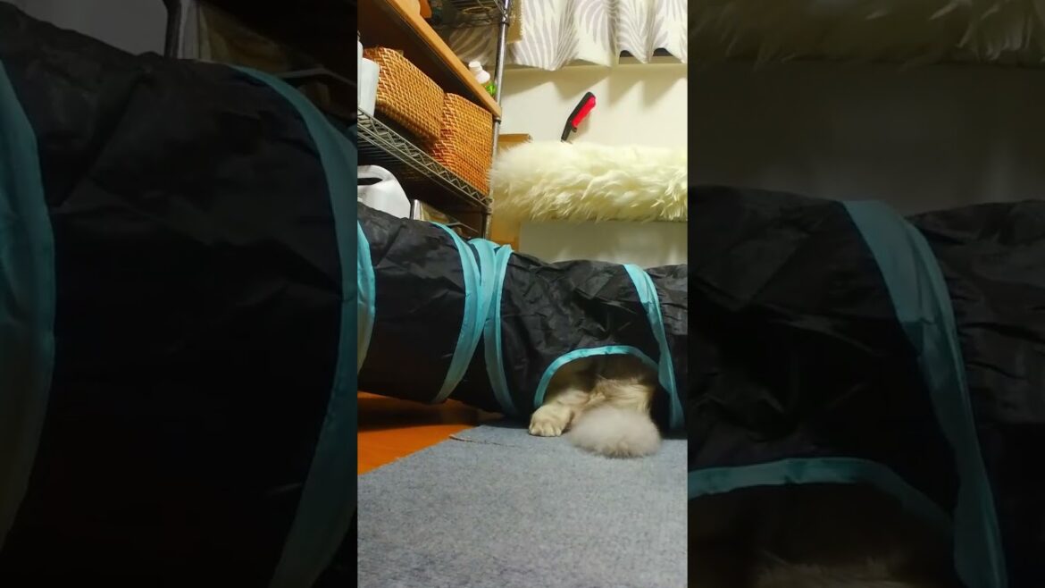 マンチカンのリンショート#20 #マンチカン #猫 #cat #munchkin #Shorts