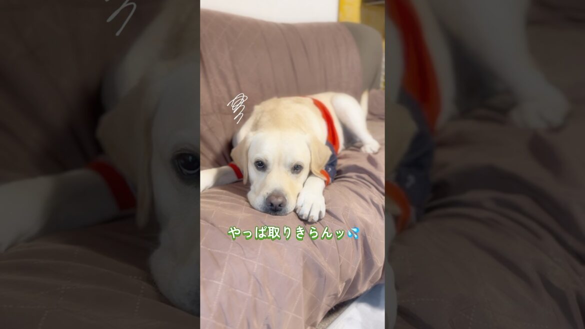 ワンコなら みーんなフリスビーば取りきるて思われとっばってん…そぎゃんこつはなかとです🐶💦#ラブラドールレトリーバー
