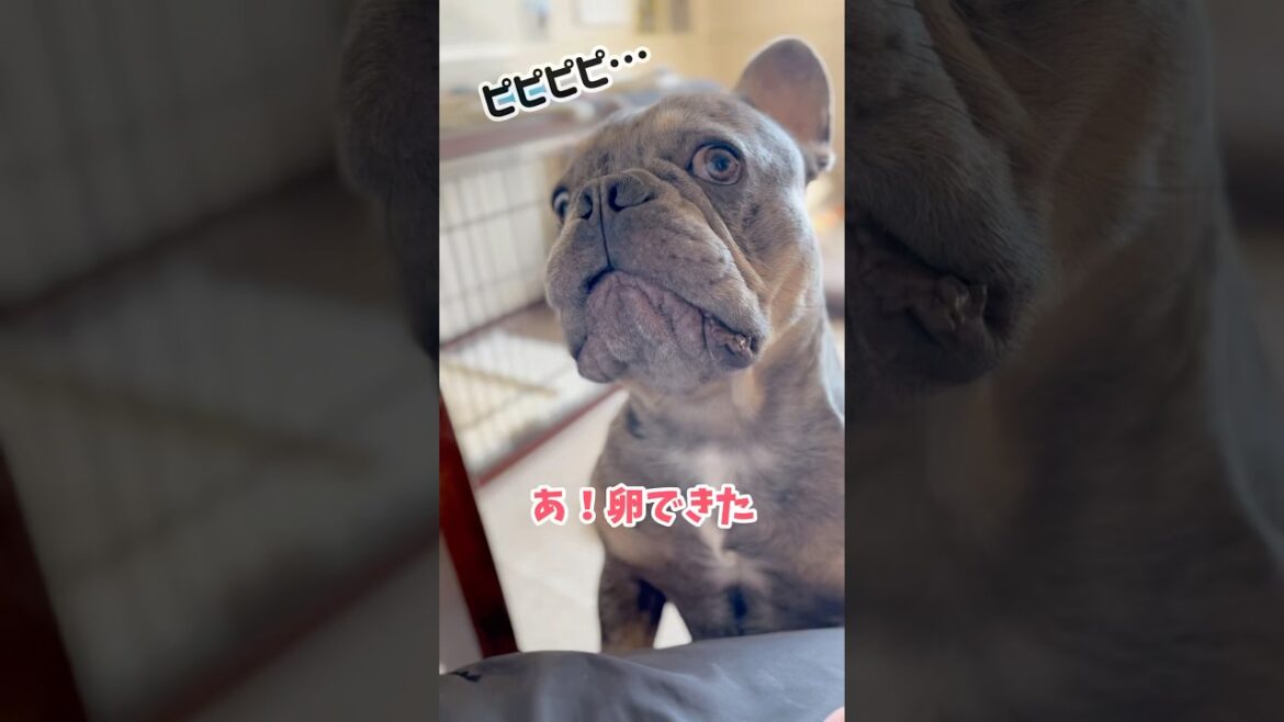 それどころではないww #shorts