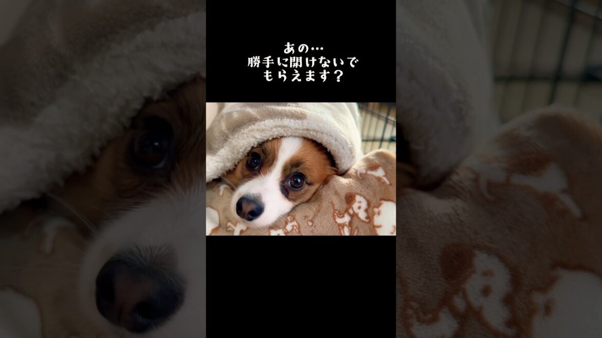 体温調節に難儀するパピヨン　#犬 #パピヨン #papillon #可愛い