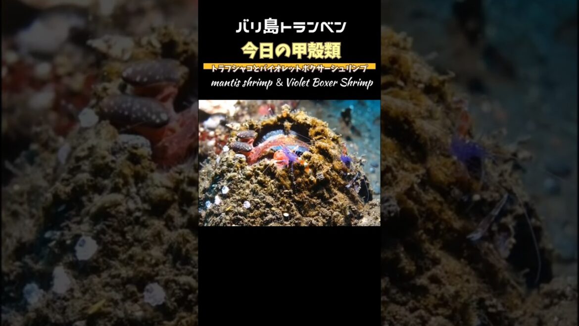 #バイオレットボクサーシュリンプ が、#トラフシャコ と一緒にいる‼ Violet Boxer #Shrimp と #mantisshrimp in #tulamben #bali #shorts