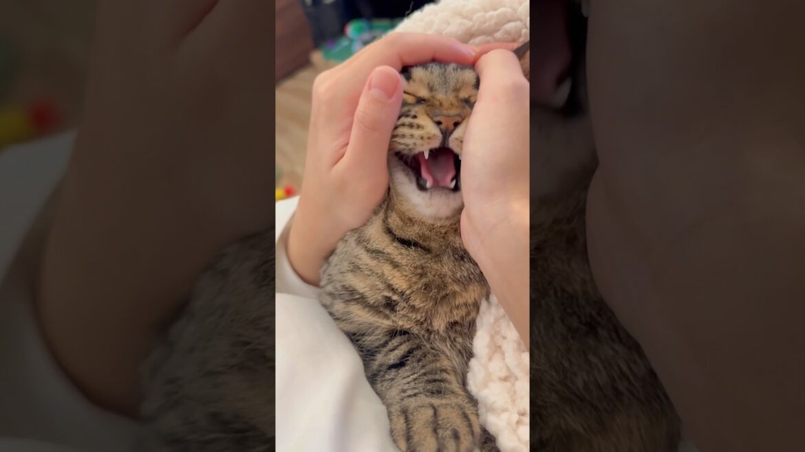 大暴れスコティッシュを子守唄で寝かしつける!! #shorts #猫 #cat 大暴れスコティッシュを子守唄で寝かしつける!! #shorts #猫 #cat