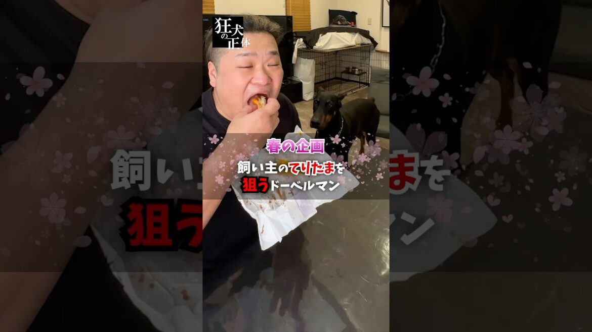 飼い主のてりたまバーガーを狙うドーベルマン