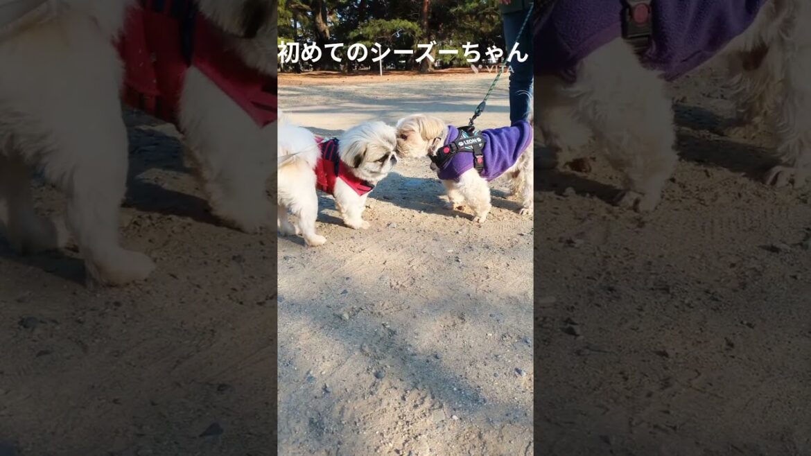 午後もお散歩　大喜びのKuuちゃん＃ペキニーズ