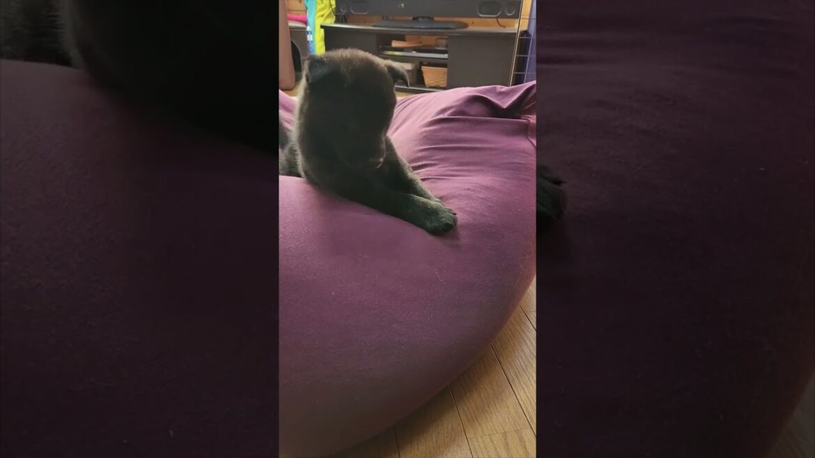 【甲斐犬】子犬がヨギボー好きすぎた　#shorts #甲斐犬 #子犬 #犬 #日本犬  #卜伝 #ぼくでん