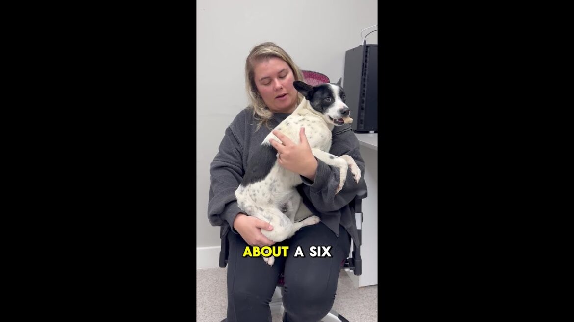 ๐พ Meet Charm โ The Sweetest Pup Looking for a Home! ๐ถ๐ ๐พ Meet Charm โ The Sweetest Pup Looking for a Home! ๐ถ๐