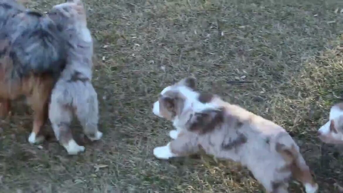 Miniature Australian Shepherd Puppies For Sale
