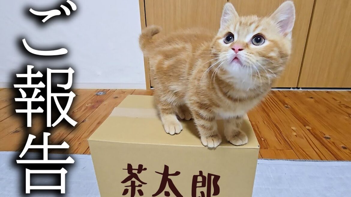 【ご報告】訳あって引っ越しすることになりました。