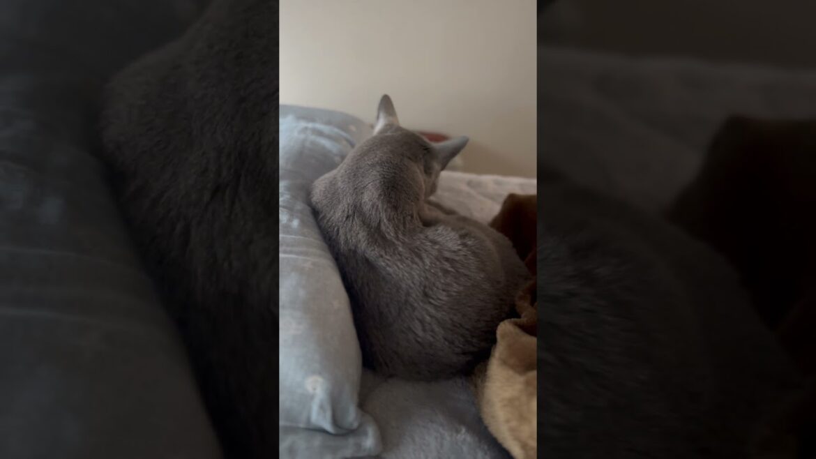 ウィルの毎日 565 季節が進んだ気がします。 #ロシアンブルー #RussianBlue #Cat #猫 #ねこ #ウィルの毎日