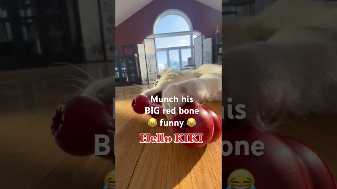 Busy puppy – KIKI munch the BIG red bone, funny German Shepherd puppy ๐ Busy puppy - KIKI munch the BIG red bone, funny German Shepherd puppy ๐