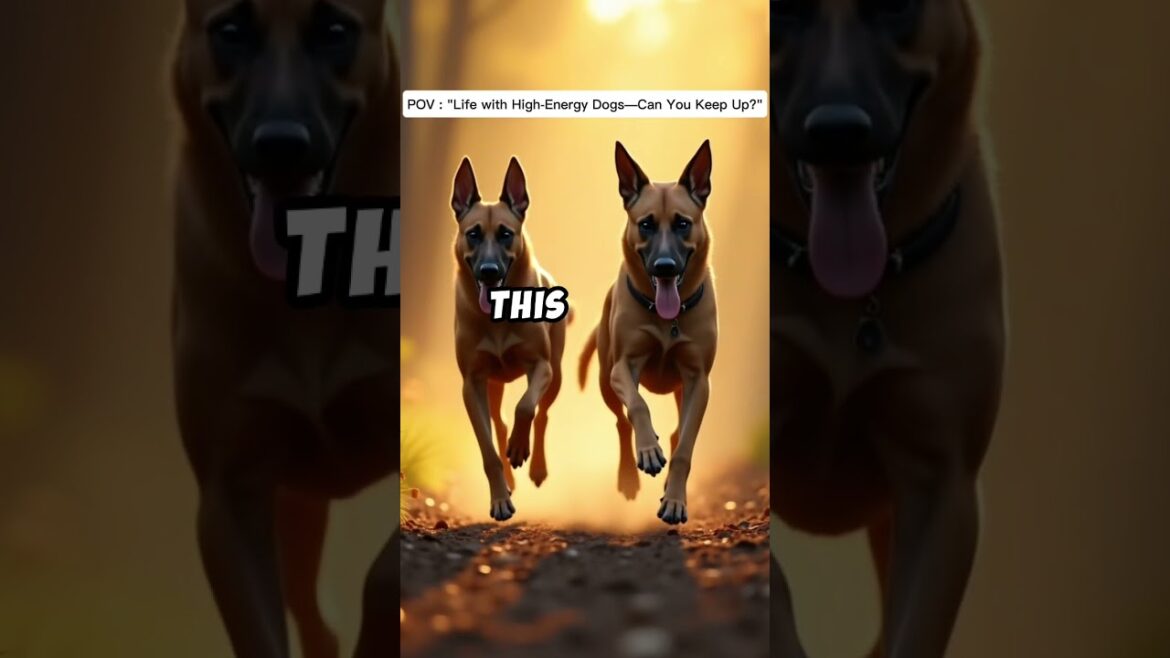 #doberman #k9protection #puppy #dogstraning #malinois #k9handler #amazingdogs #fyp #usatoday #k9