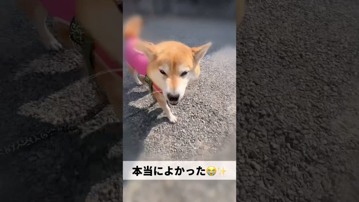 無事でいてくれてありがとう😭#柴犬 #shiba #shorts