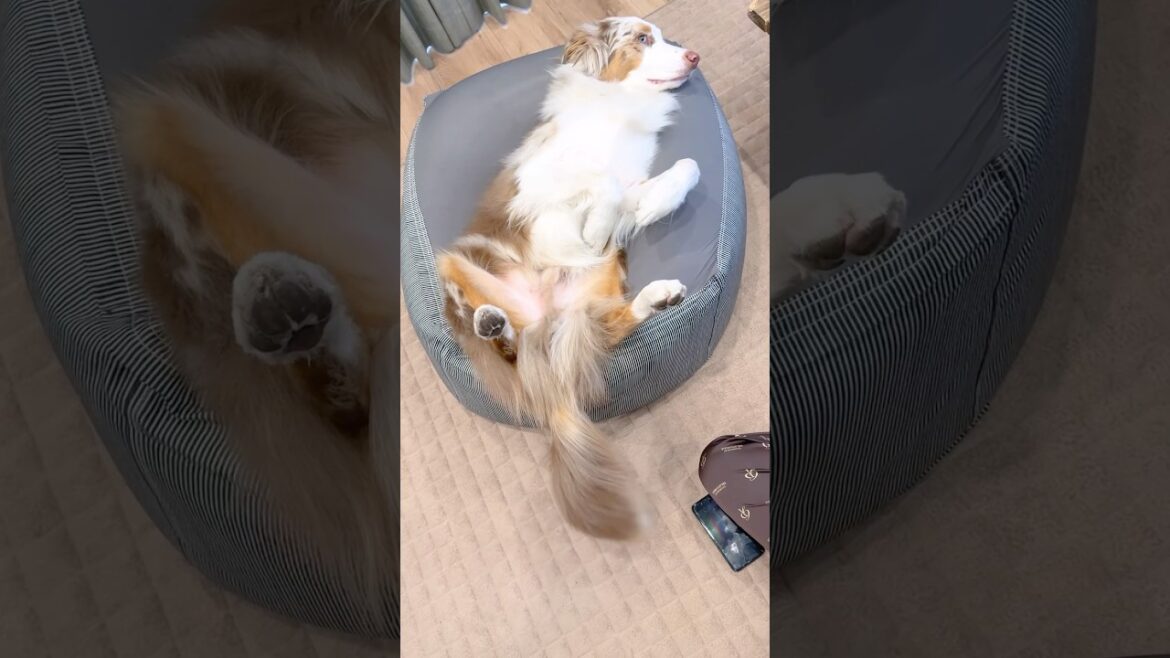 わかりやすくクッションでダメになる犬が可愛すぎる😂【オーストラリアンシェパード】#shorts わかりやすくクッションでダメになる犬が可愛すぎる😂【オーストラリアンシェパード】#shorts