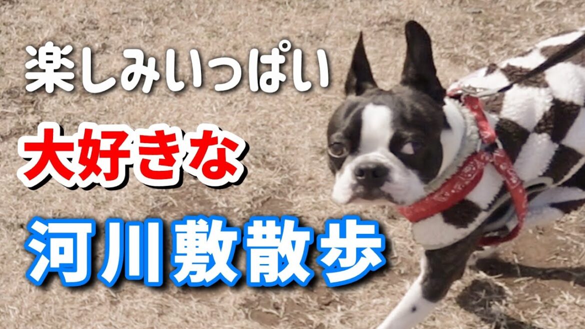 楽しみいっぱい！わんちゃん大好き河川敷散歩#ボストンテリア #犬のいる生活 #bostonterrier #かわいい