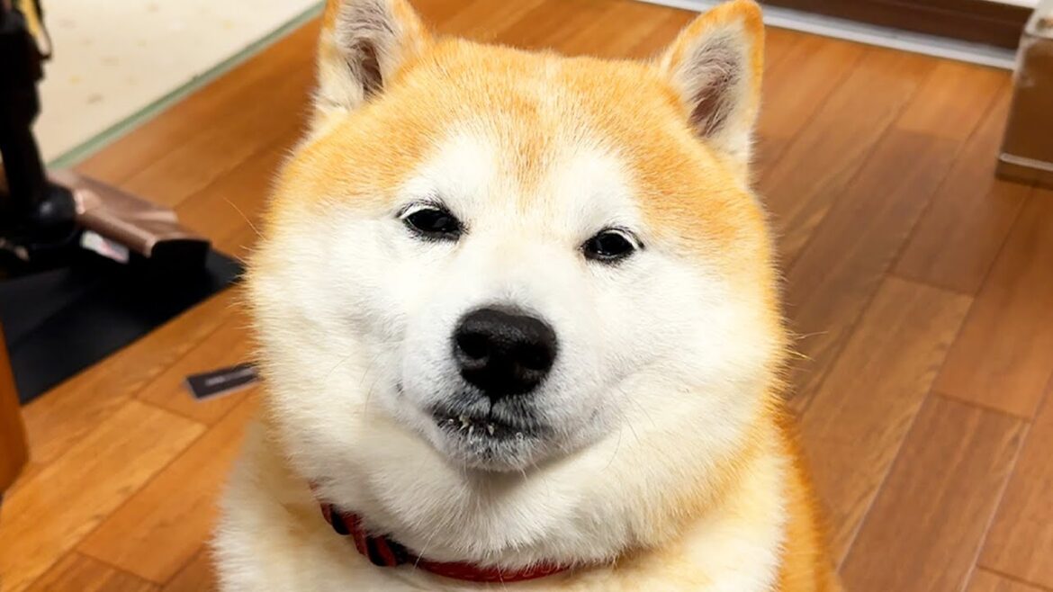 おかわりの待ち時間が長いと、食べ残しを口につけたまましょぼしょぼする柴犬