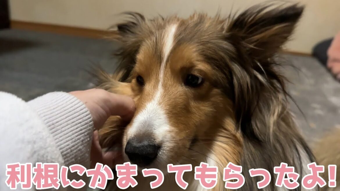 【シェルティ】利根にかまってもらったよ🐾【優しいね】