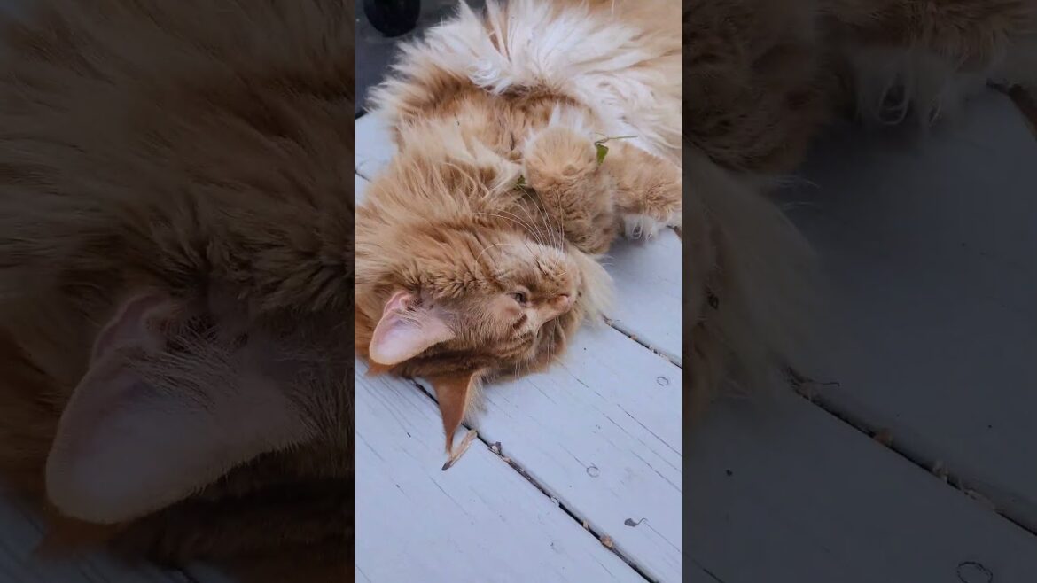 1st fresh catnip of the year for our giant fluffy maine coon  #catsofyoutube #catnip #cuteanimals