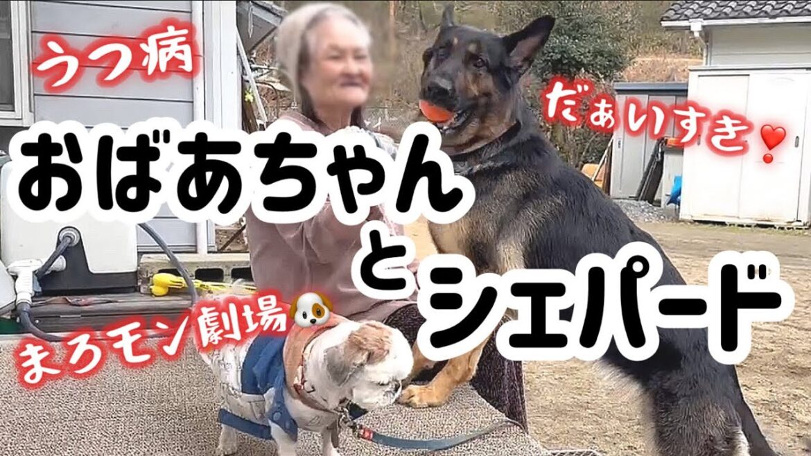 1日1回おばあちゃんを起こすのが日課!まろんが呼びにいけば起きるからね❣️【ジャーマンシェパード】 1日1回おばあちゃんを起こすのが日課!まろんが呼びにいけば起きるからね❣️【ジャーマンシェパード】