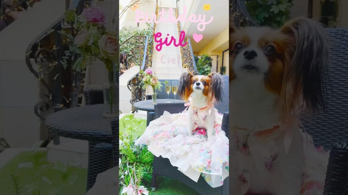 パピヨン5歳の誕生日の1日🎂　#dog #birthday #papillon
