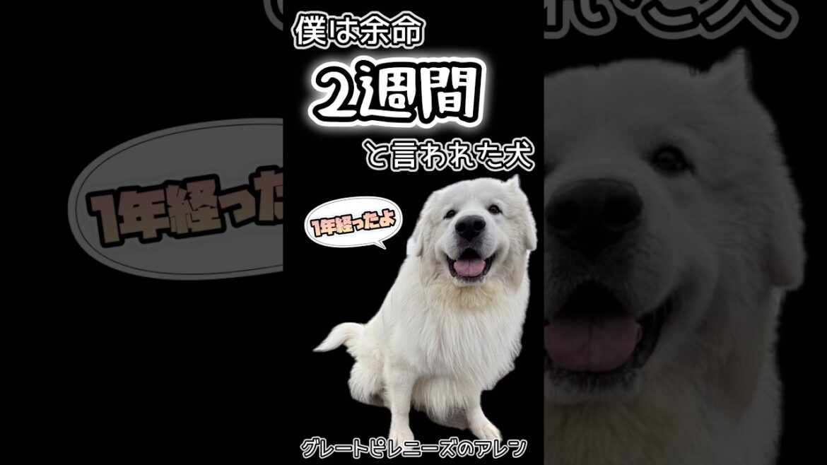 【ご報告✨グレートピレニーズ】3歳で癌手術&余命宣告⁉︎元気に術後1年を迎えれたよ🎶 #shorts 【ご報告✨グレートピレニーズ】3歳で癌手術&余命宣告⁉︎元気に術後1年を迎えれたよ🎶 #shorts