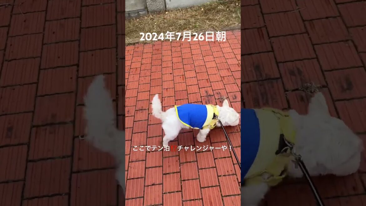 旅に出ようぜ! #westie #westhighlandwhiteterrier #dog #ウエストハイランドホワイトテリア #ウエスティ