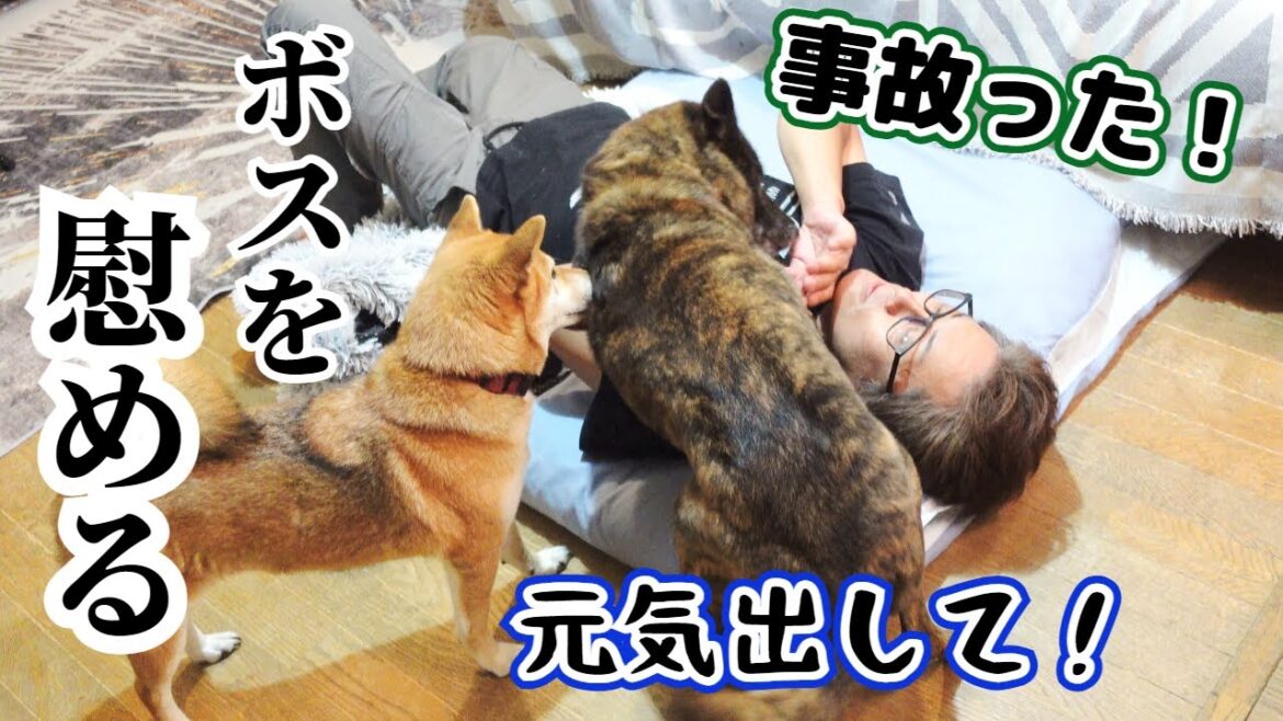 まさかの事故で大出費！落ち込むボスを慰めてくれる優しい甲斐犬【柴犬・甲斐犬】#甲斐犬 #柴犬 #vlog
