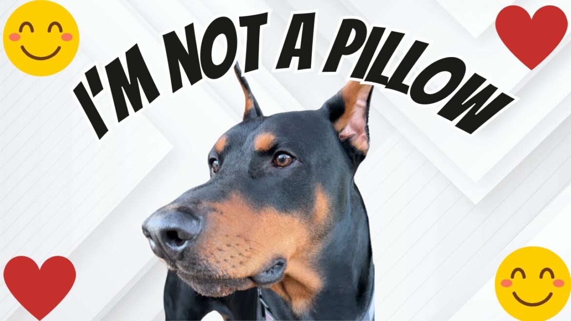 Doberman makes for a great pillow Doberman makes for a great pillow