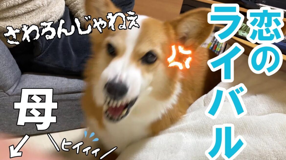 父が母にさわるとキレる愛犬。でも今日は・・? 父が母にさわるとキレる愛犬。でも今日は・・?