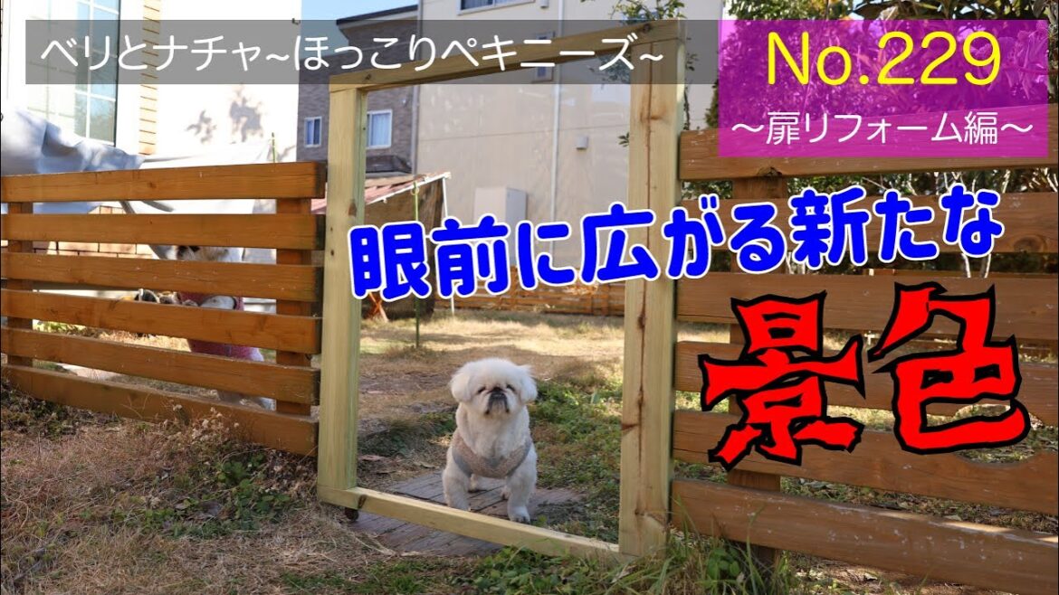 229『扉リフォーム編』【ベリとナチャ ほっこりペキニーズ】【#ペキニーズ #癒し #犬】