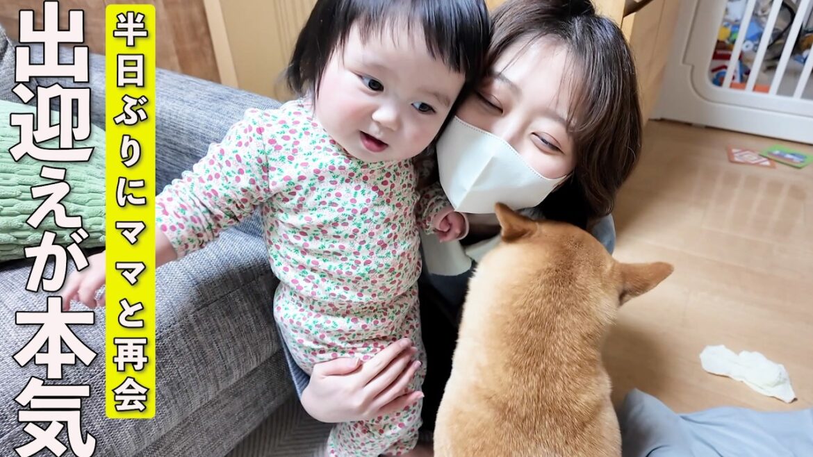 半日振りに家に戻ったママに何日も会ってなかったようなお出迎えをする柴犬と1歳児