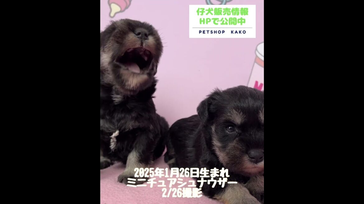2025年1月26日生まれのシュナウザー。生後31 日(2月26日撮影)#子犬 #シュナウザー #仔犬 #ブリーダー #自家繁殖 #カコ #東京 #町田