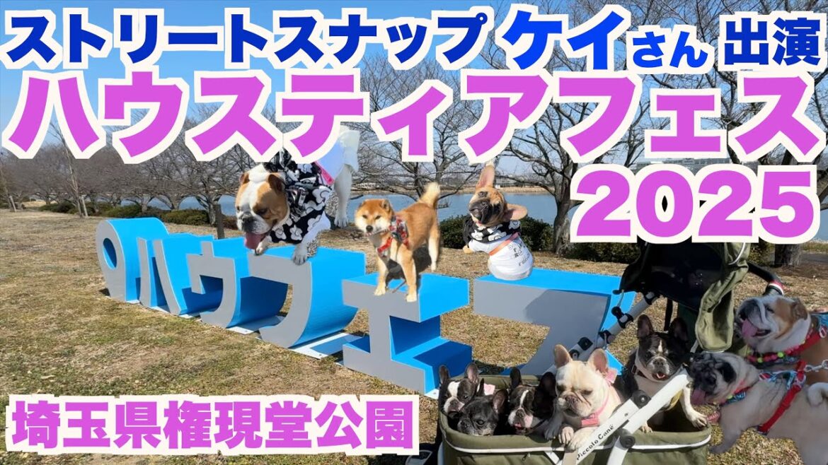 犬イベント ハウスティアフェス2025  【 フレンチブルドッグ french_bulldog 】 ストリートスナップケイさんと フレブルオフ会