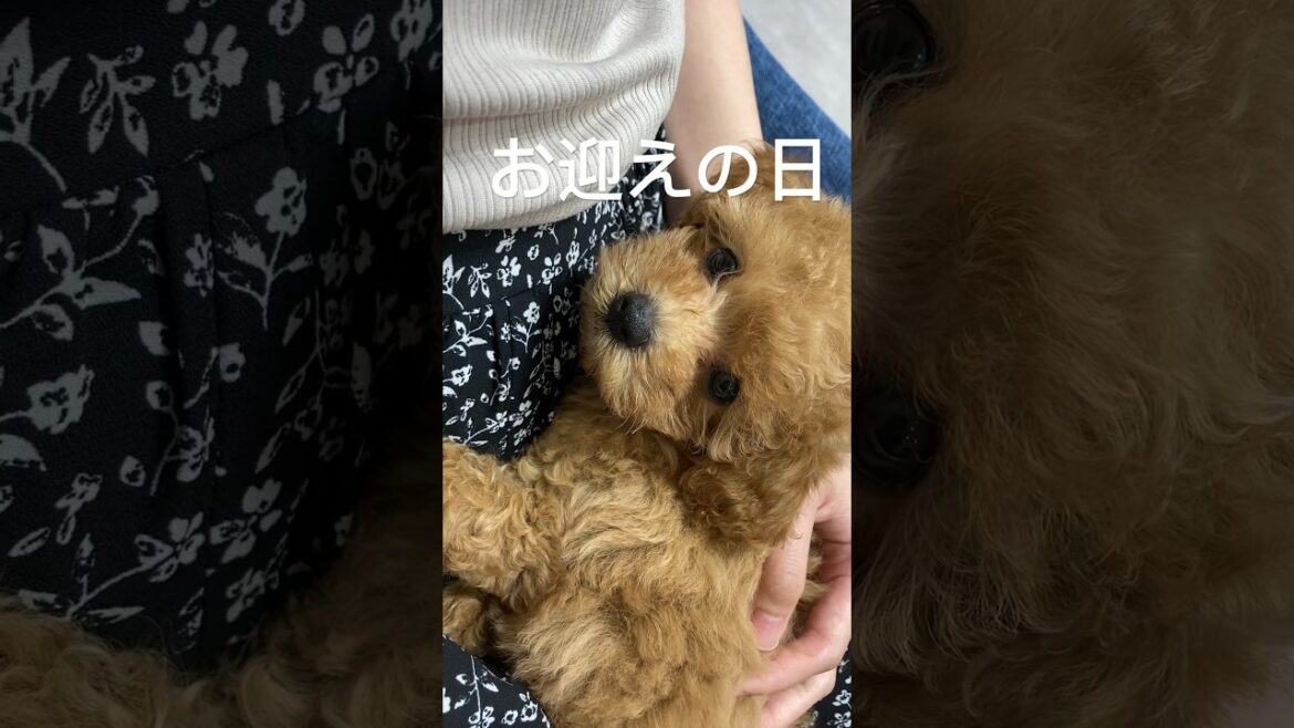 可愛すぎる子犬のお迎えの日【トイプードル】