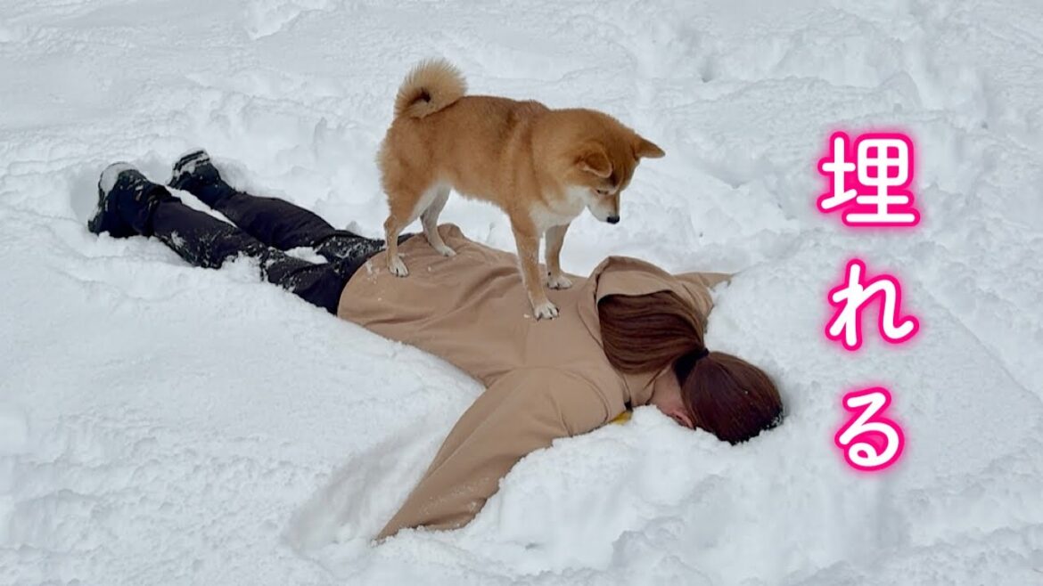 雪に埋まっているママを急いで救出しようと駆け寄る柴犬
