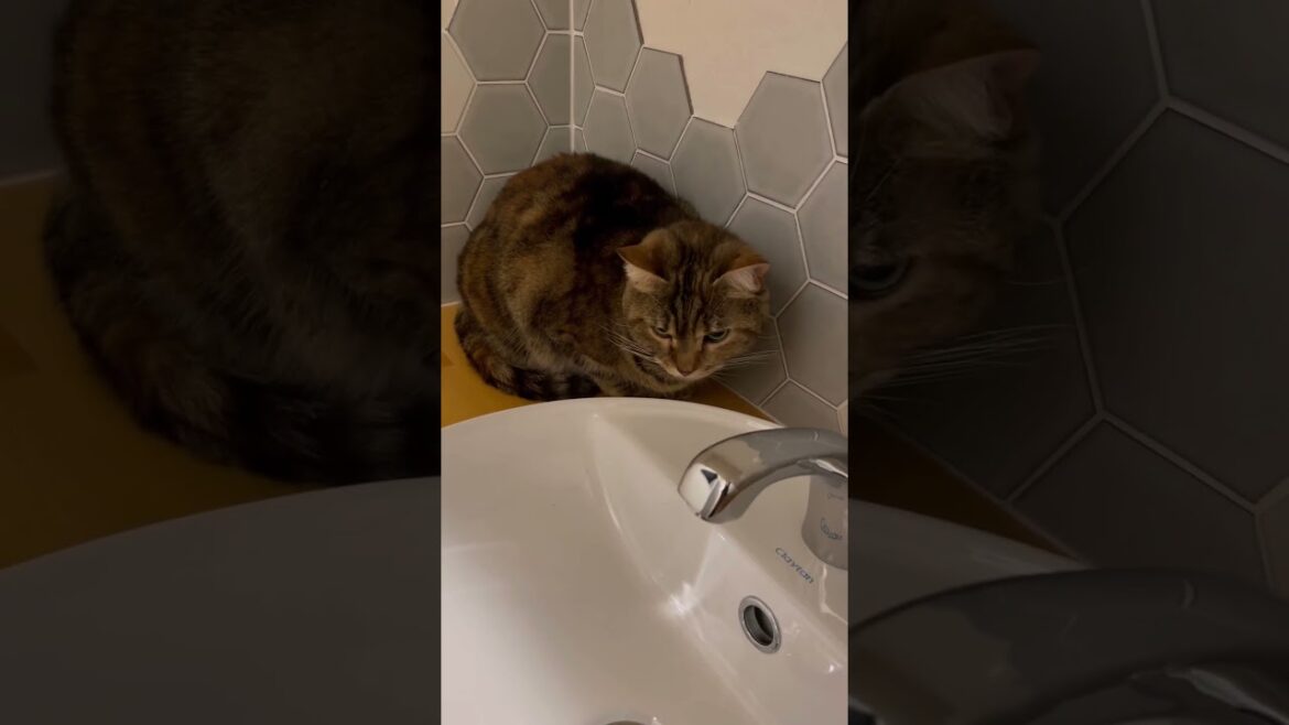 まだまだ新居に慣れないあんころもち|(￣3￣)| #shorts #cat #ふるかわ家 #マンチカン