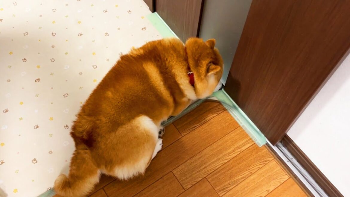 留守番中、時間が経つにつれ、だんだん戸に近づいていく柴犬