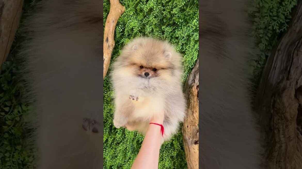 Adorable mini Pomeranian puppy! 🐶✨ #puppy