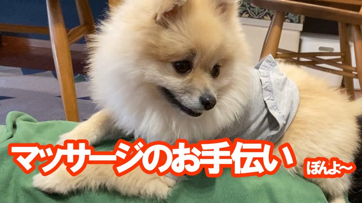 【ポメラニアンのぽんた】マッサージのお手伝いぽんよ～
