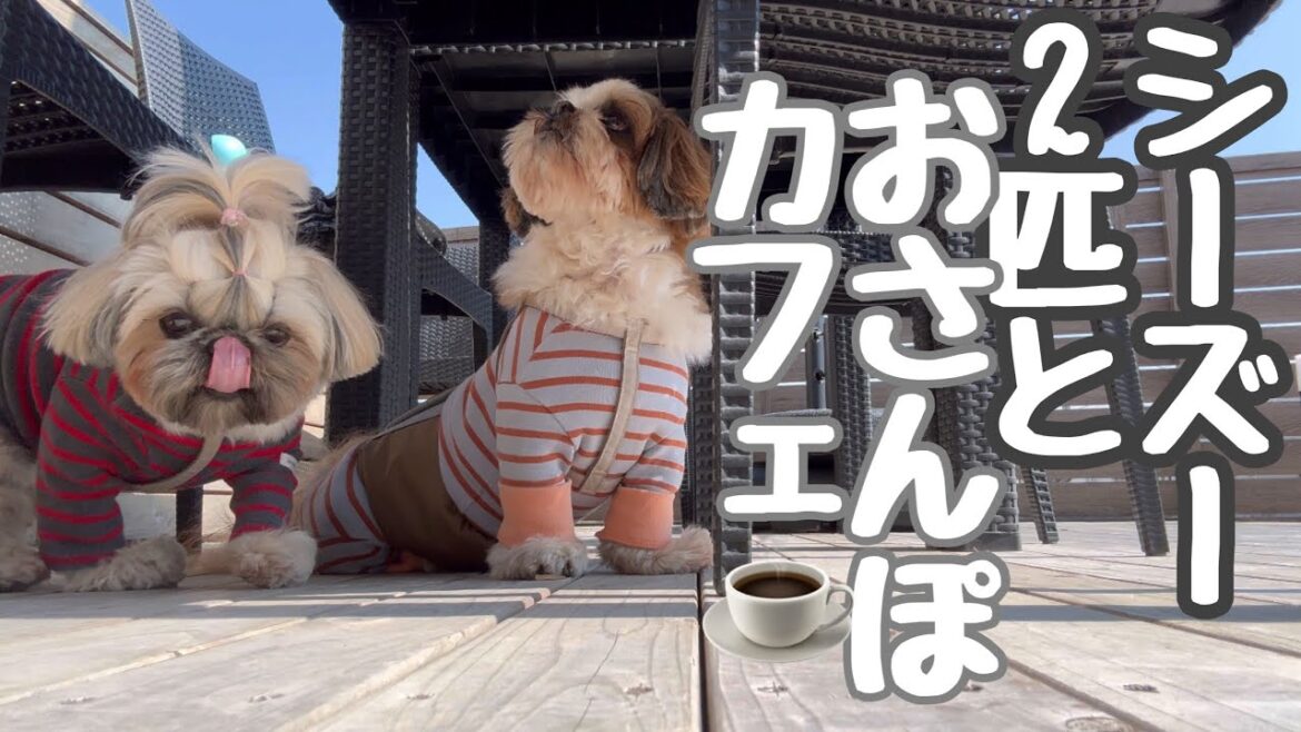 [シーズー多頭飼い]のんびりお散歩からのカフェ☕️