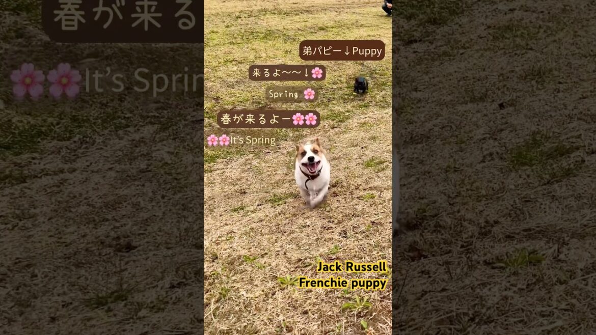 【大喜び】爆速！春を告げる愛犬ブラザーズ　#ジャックラッセルテリア #フレンチブルドッグ