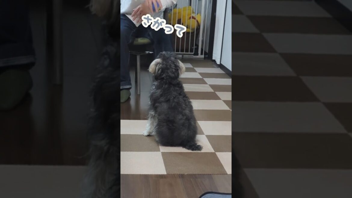 ボール待ちの背中がかわいい #miniatureschnauzer #schnauzer #dog #ミニチュアシュナウザー #シュナウザー #犬のいる生活